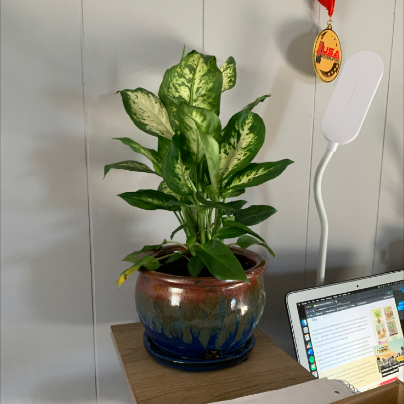 Dieffenbachia 'Compacta' plant in a decorative pot on a table, appears healthy.