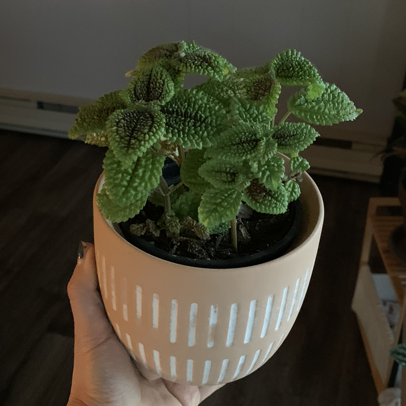 Pilea mollis plant in a decorative pot with some browning on the leaves.