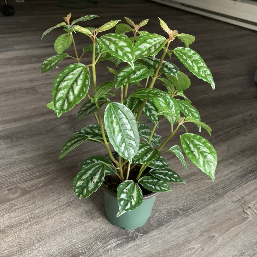 Healthy Aluminum Plant (Pilea cadierei) with vibrant green leaves and silver markings in a small pot.