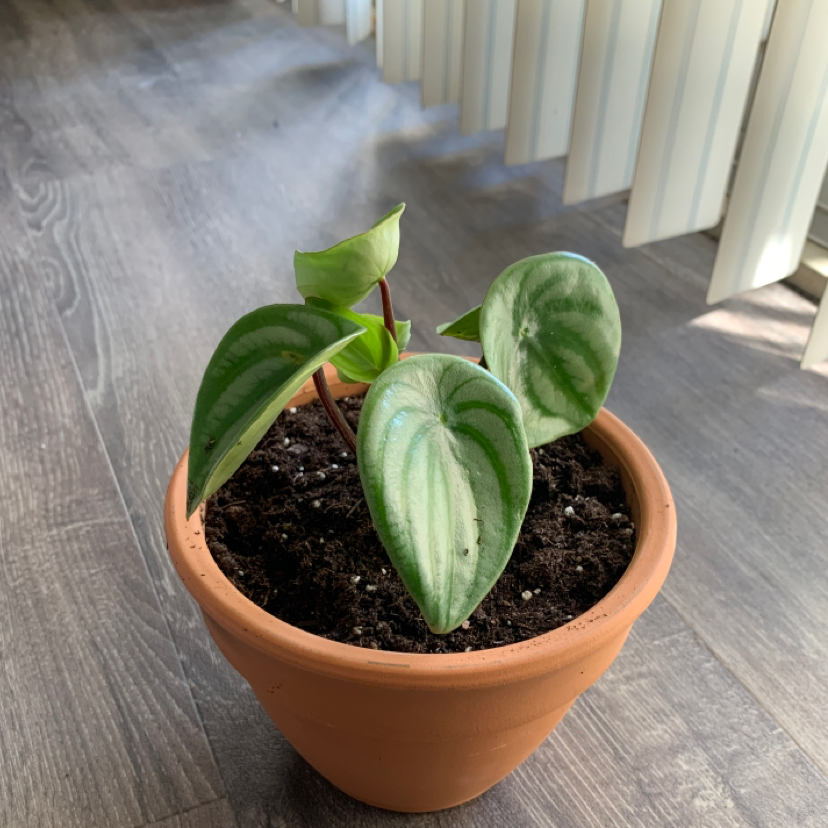 Watermelon Peperomia plant in a terracotta pot with healthy leaves and visible soil.
