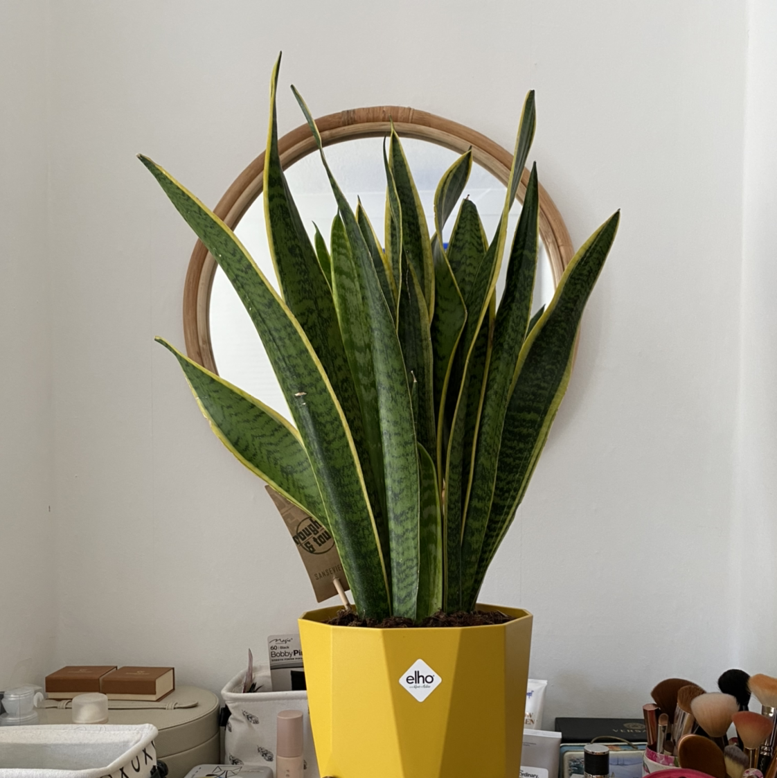 Snake Plant plant photo by Diana named Suzzie on Greg, the plant care app.