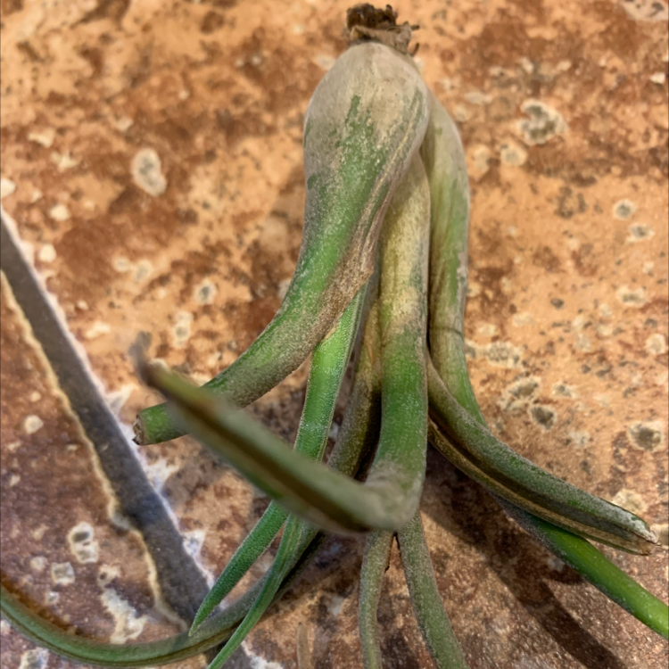 Medusa Head Air Plant with some browning on a textured surface.