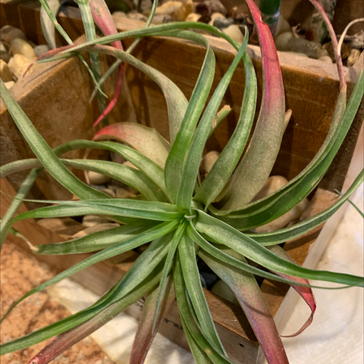 Medusa Head Air Plant with slender leaves, some browning and red discoloration, in a wooden container.