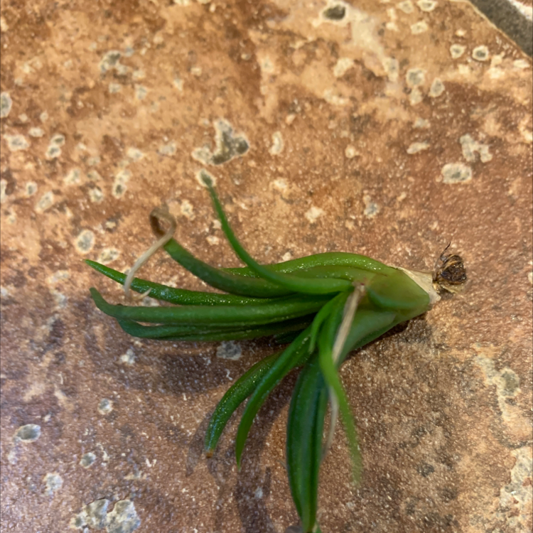 Medusa Head Air Plant on a textured surface, appears healthy.