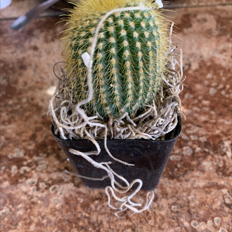 Photo of the plant species Lace Hedgehog Cactus by @Awitz named Pokey on Greg, the plant care app