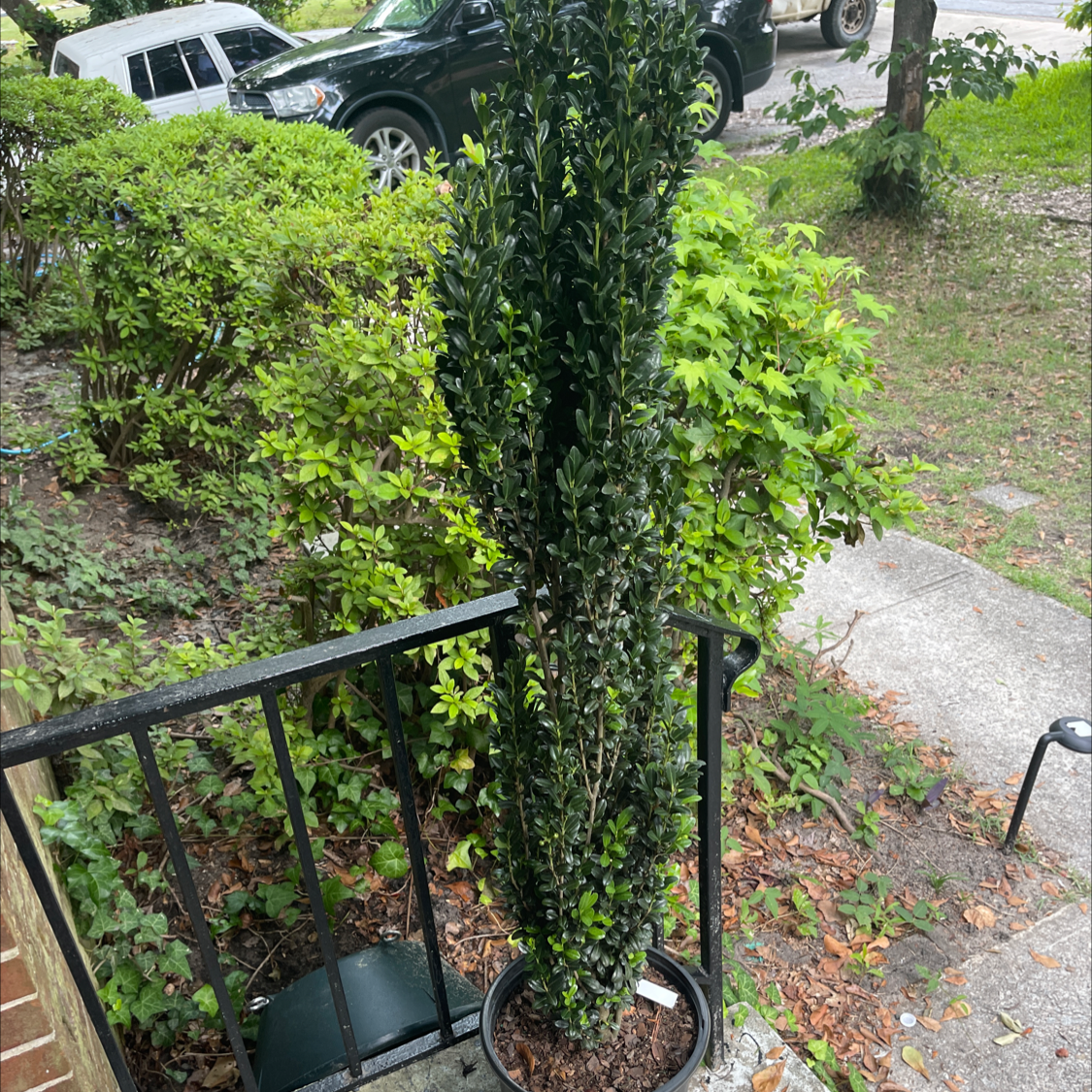 Large, healthy common boxwood shrub with dense green foliage growing in a well-maintained outdoor garden area with gravel paths.