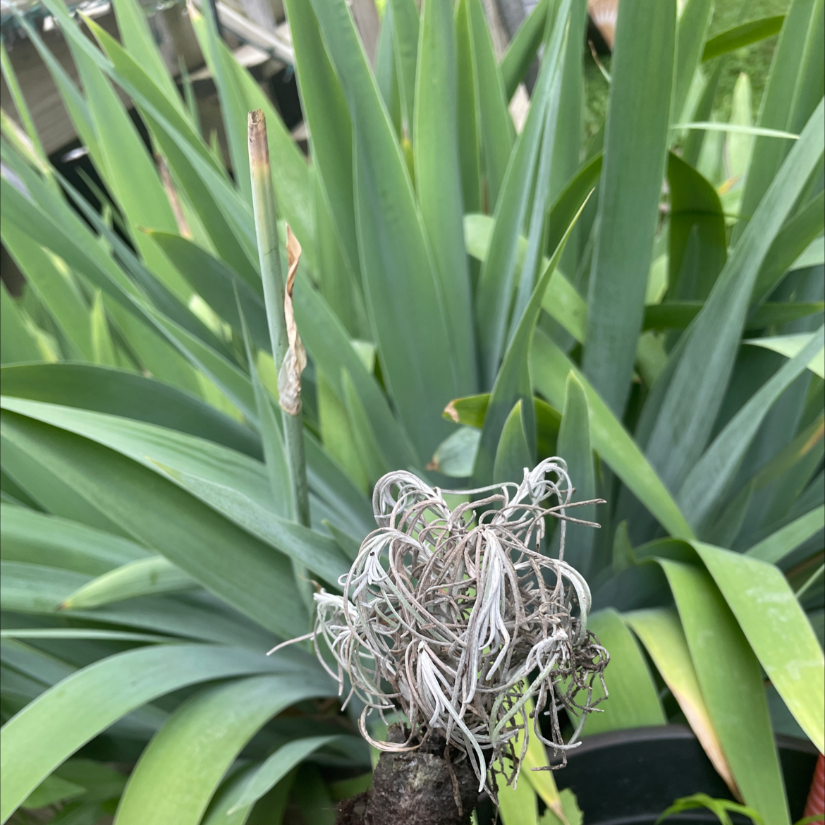 Plant with long green leaves and a small ballmoss attached to a branch. Some leaf browning visible.