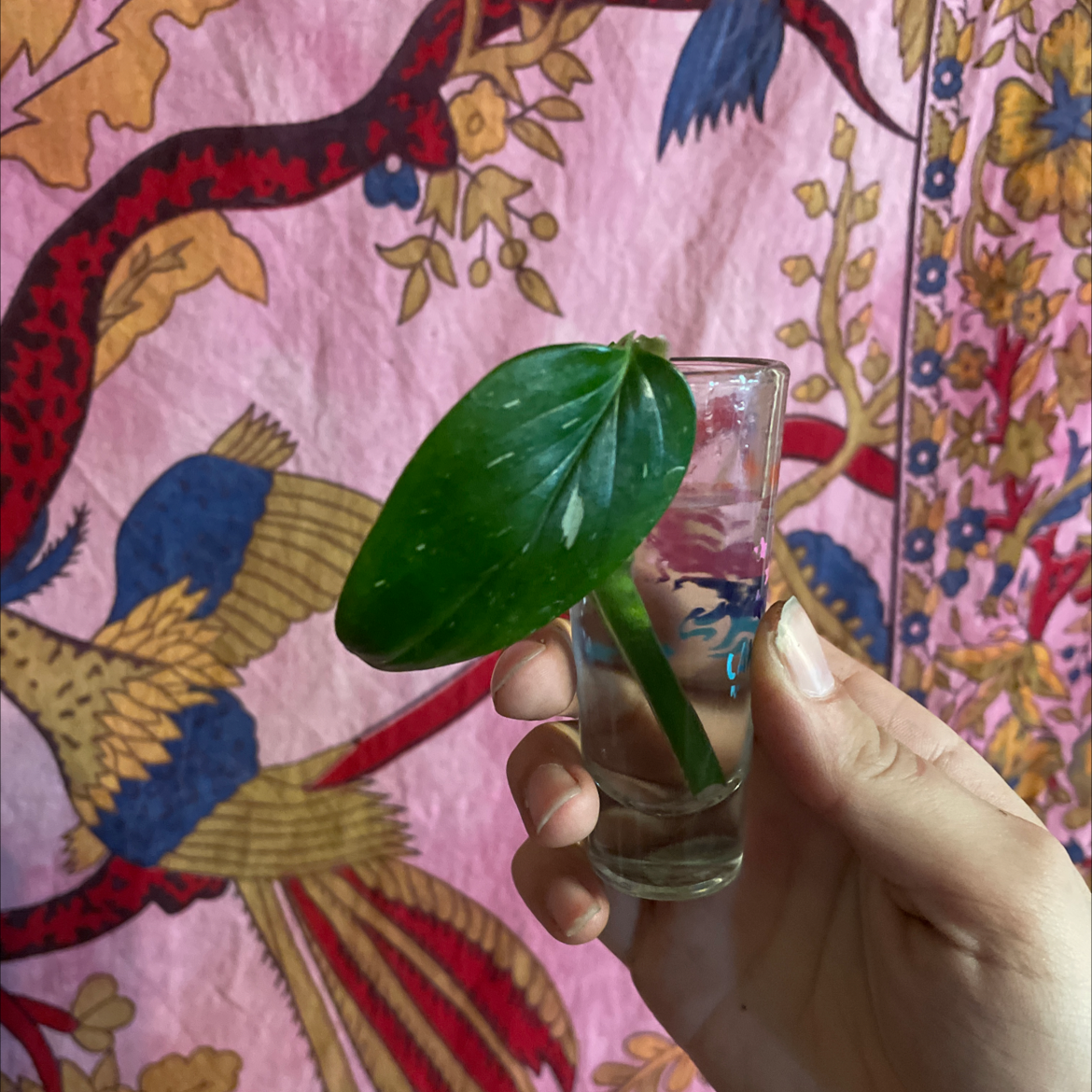 Monstera Cobra leaf in a small glass container with water, held by a hand against a colorful fabric background.