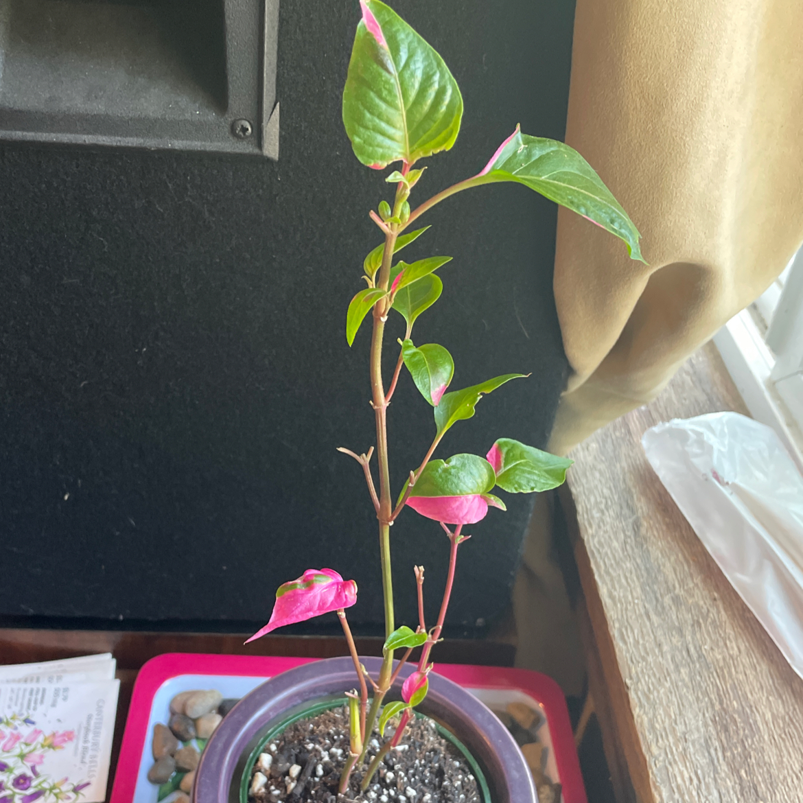 Photo of the plant species Party Time Alternanthera by @Casserole0122 named Gowther on Greg, the plant care app