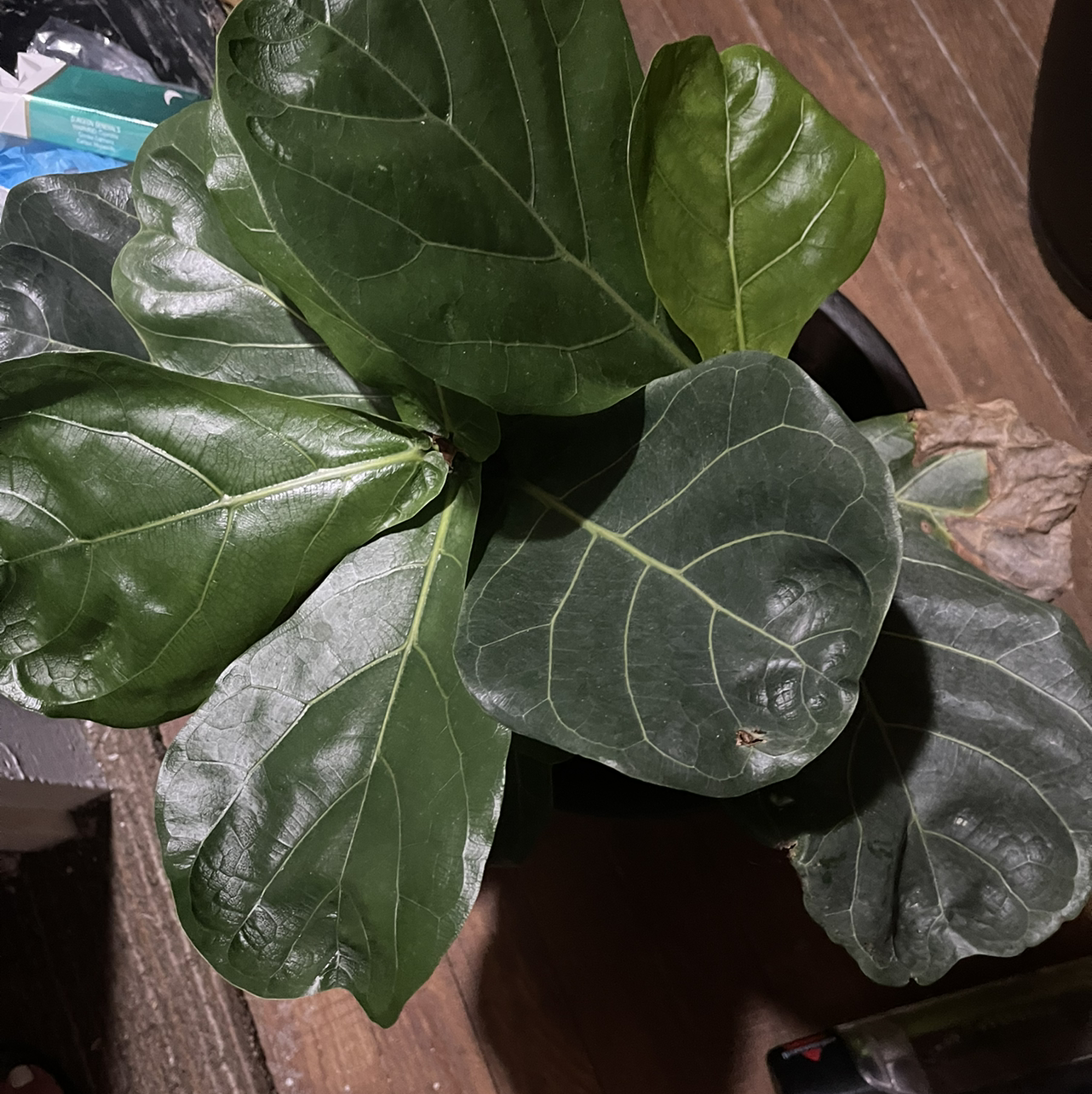 Fiddle Leaf Fig plant photo by @TheGreenWitch named Gordon Plantsley on Greg, the plant care app.