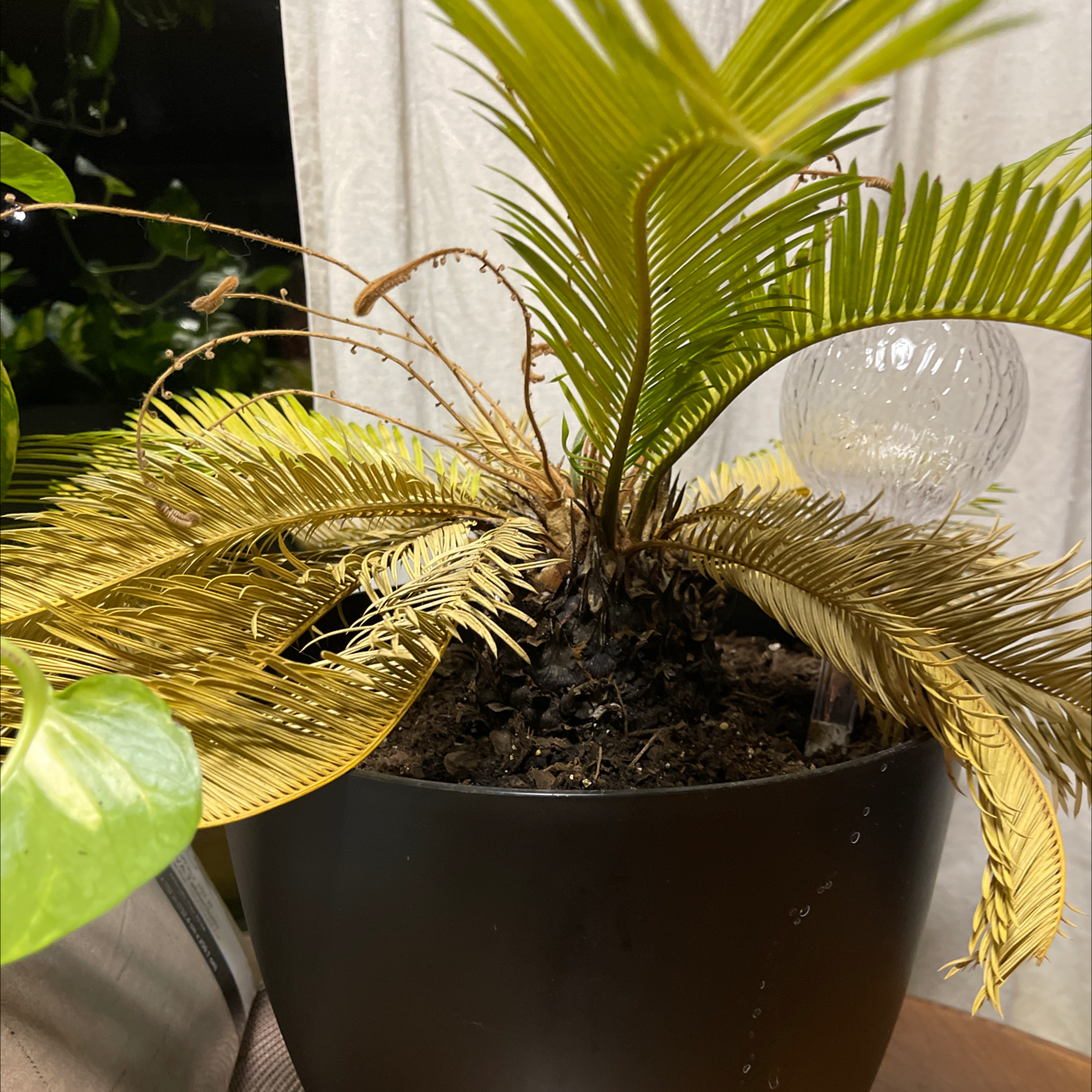 Sago Palm plant photo by @TheGreenWitch named Spam on Greg, the plant care app.