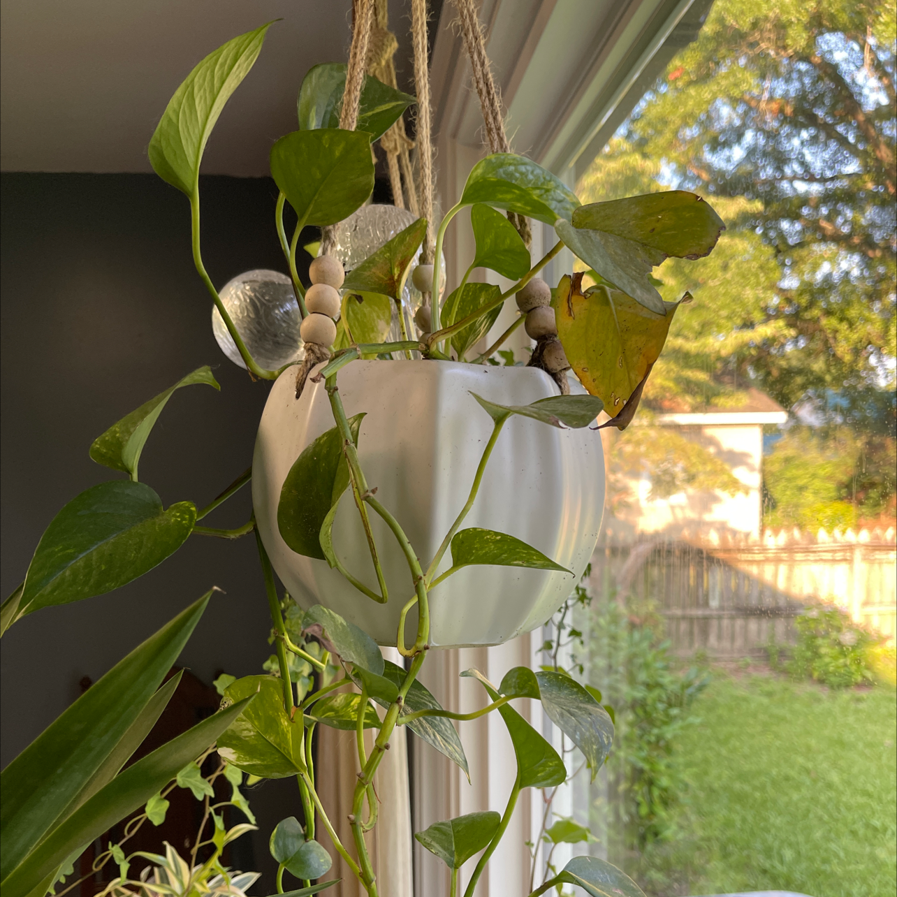 Taro Vine plant photo by @TheGreenWitch named Lilli Vanilli on Greg, the plant care app.