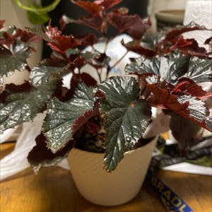 Rex Begonia plant photo by @TheGreenWitch named The Morrigan on Greg, the plant care app.