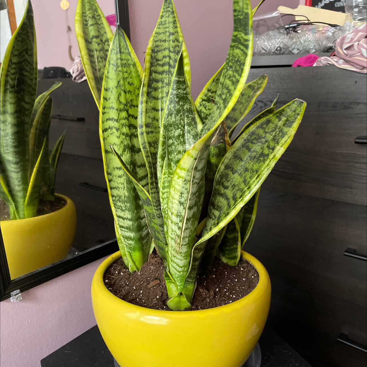 Snake Plant plant photo by @TheGreenWitch named Spicy Nuggetz on Greg, the plant care app.