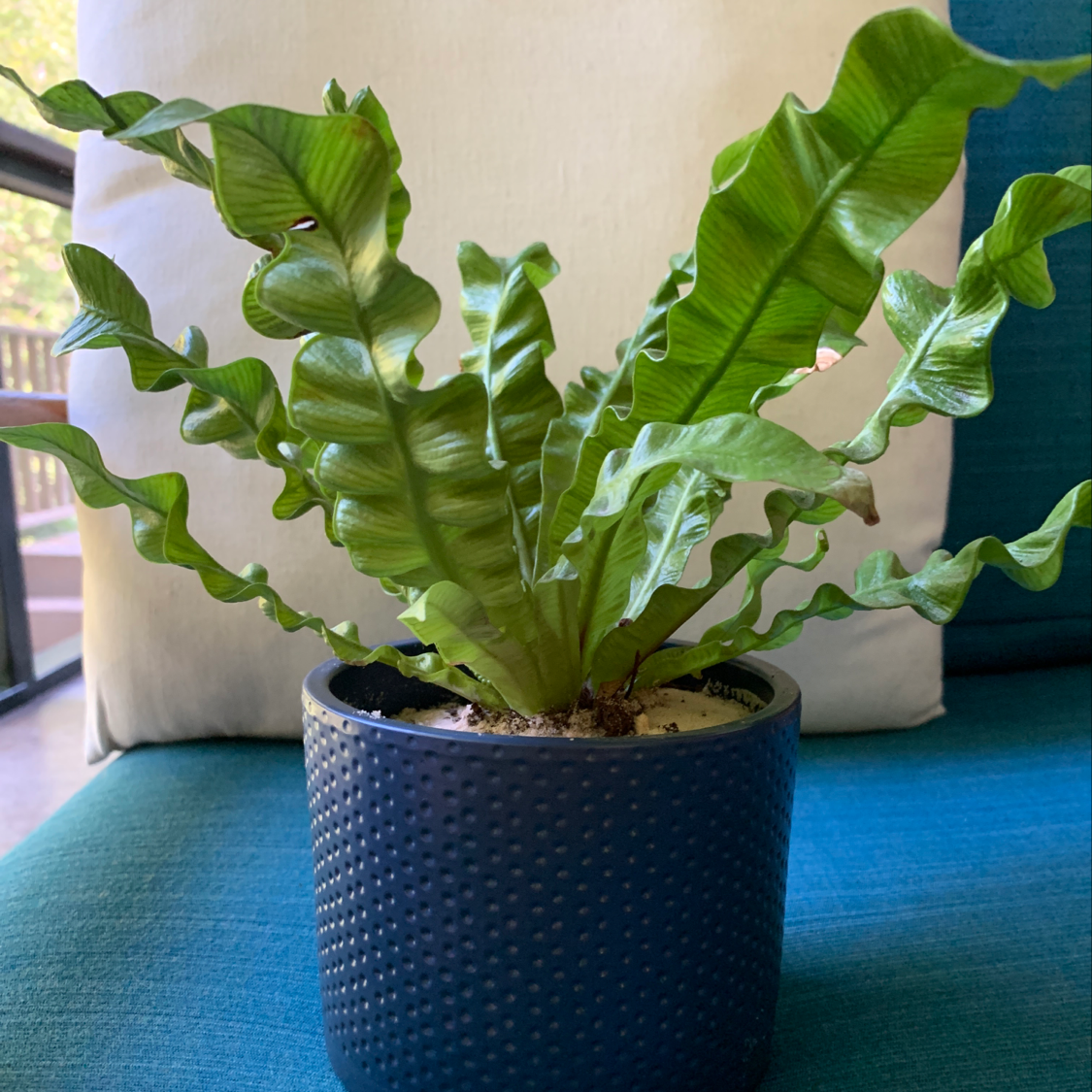 A healthy Bird's Nest Fern with vibrant green, deeply lobed leaves in a rippled rosette shape, growing in a textured blue pot.
