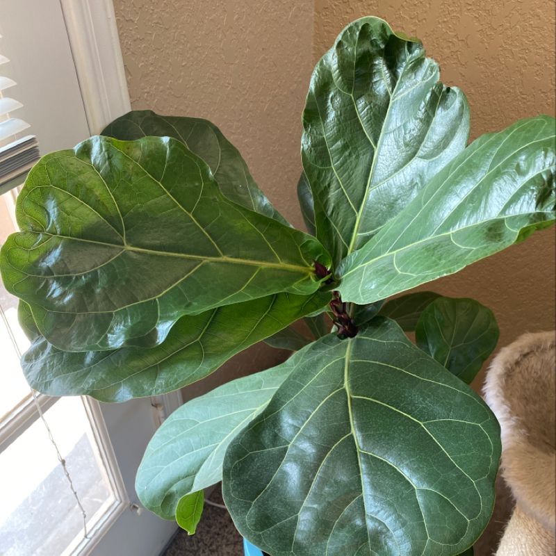 Fiddle Leaf Fig plant with large, glossy green leaves near a window.