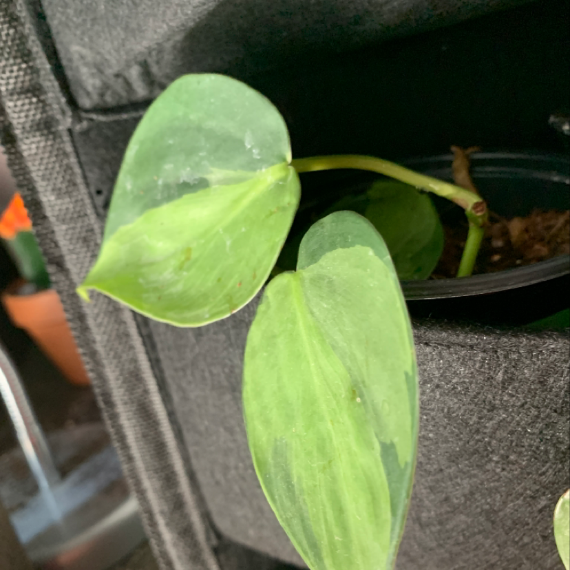 Healthy Heartleaf Philodendron in a gray pot with large, glossy, heart-shaped green leaves. No visible health issues.