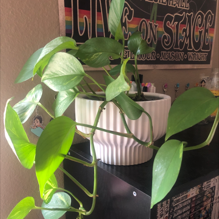 Taro Vine plant photo by @hnhlynn named angel on Greg, the plant care app.