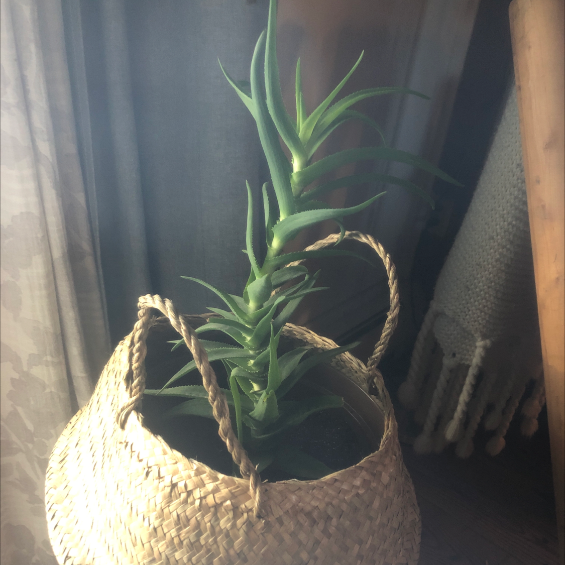 Climbing Aloe plant in a woven basket, healthy green leaves, well-framed.