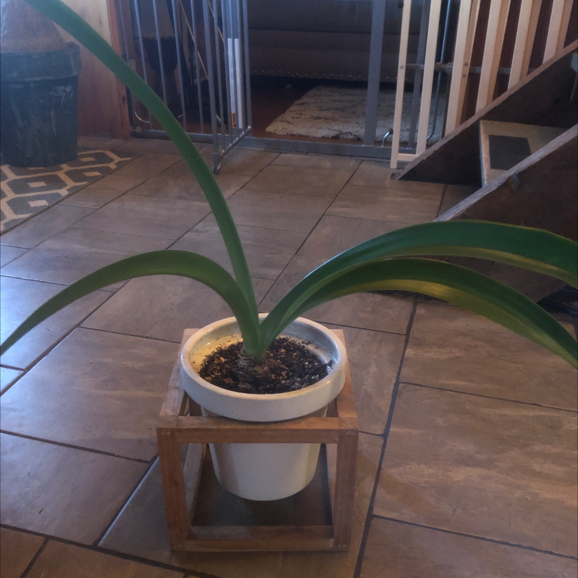 Potted Striped-Tubed Amaryllis with long green leaves in a wooden stand on a tiled floor.