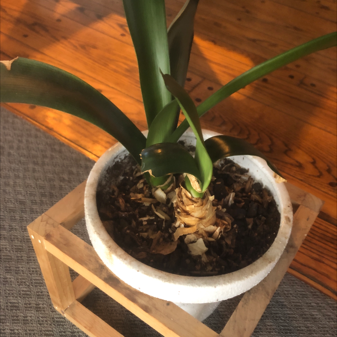 Potted Bush Lily with some browning leaf tips in a white pot on a wooden stand.