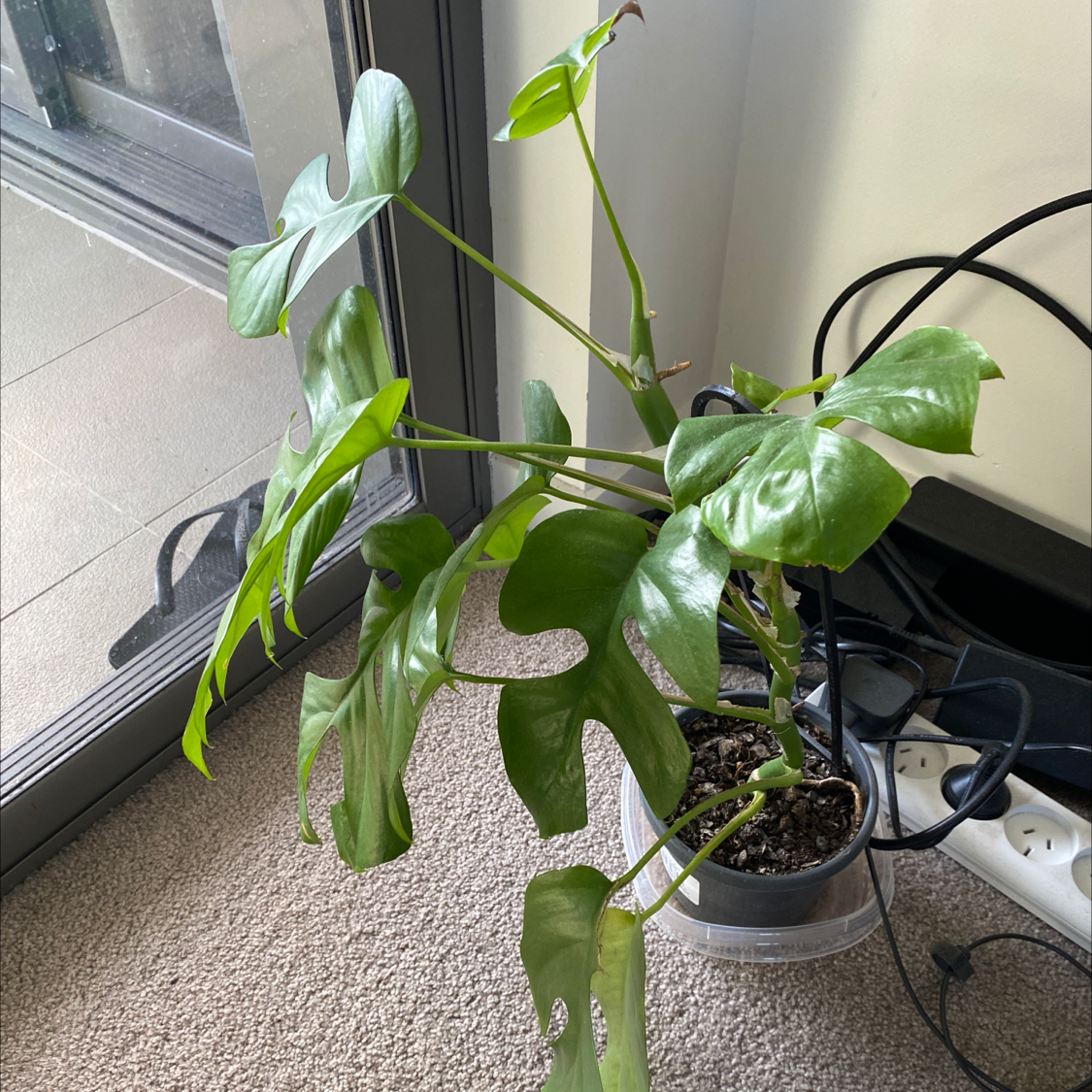 Mini Monstera plant photo by @Vanessasplants named Aristotle on Greg, the plant care app.