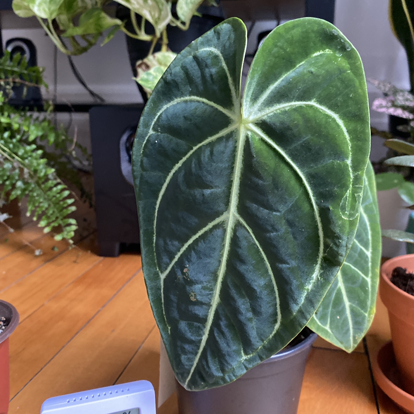 Anthurium regale plant with large, dark green leaves and prominent white veins in a pot indoors.