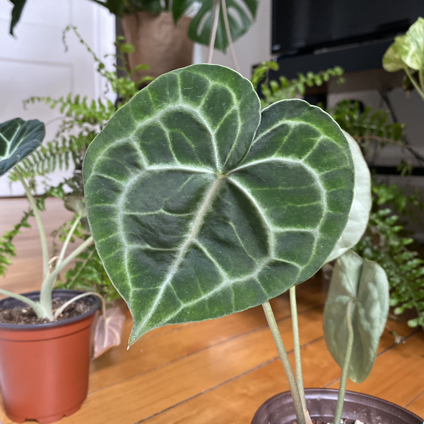 Close-up of a healthy Velvet Cardboard Anthurium leaf with prominent white veins.