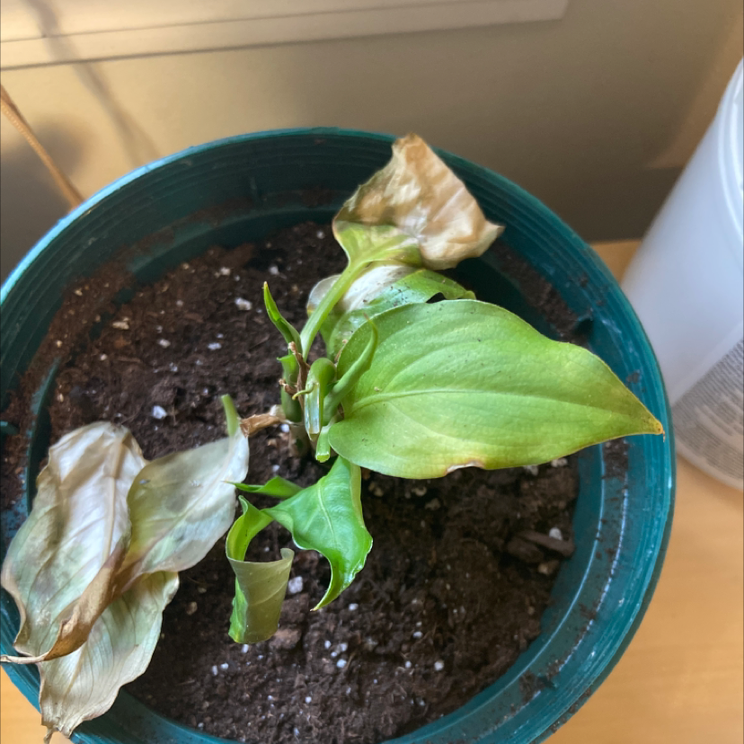 Photo of the plant species Chinese Evergreen by @Sweetpea25 named Shakira on Greg, the plant care app