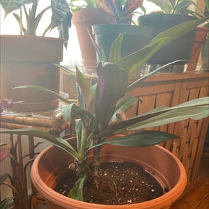 Moses-in-the-Cradle plant photo by Sweetpea25 named ChloroPhil on Greg, the plant care app.