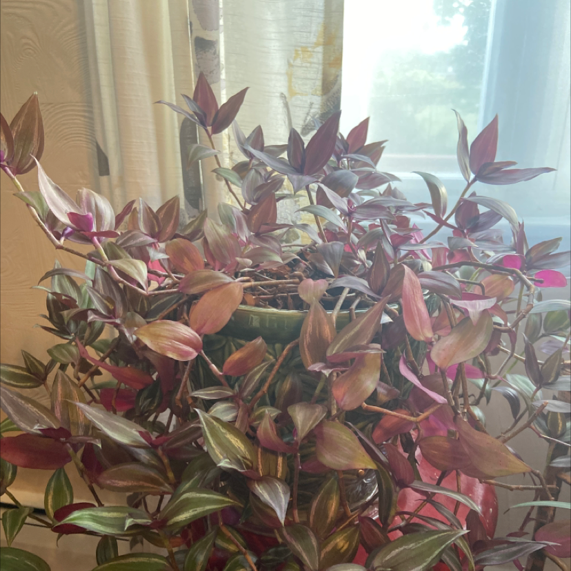 Spiderwort plant photo by @Sweetpea25 named Amelia on Greg, the plant care app.