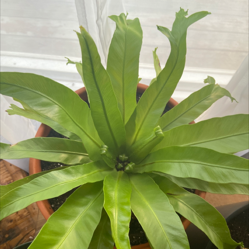 Bird's Nest Fern plant photo by @Sweetpea25 named Apollo on Greg, the plant care app.