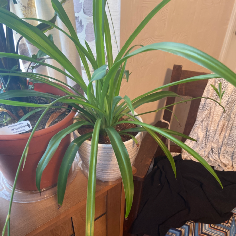 Spider Plant plant photo by @Sweetpea25 named Remington on Greg, the plant care app.