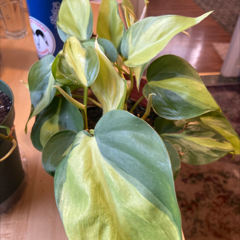 Philodendron Scandens plant photo by @Sweetpea25 named Daphne on Greg, the plant care app.