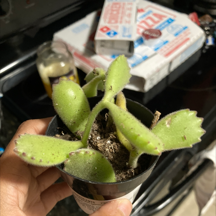 Bear's Paw plant photo by @Shelbitaa named Ronaldo on Greg, the plant care app.