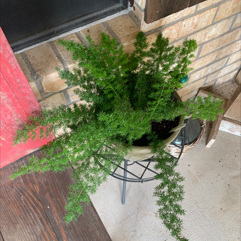 Photo of the plant species Sprenger's Asparagus by Angela named Huckleberry Fern on Greg, the plant care app