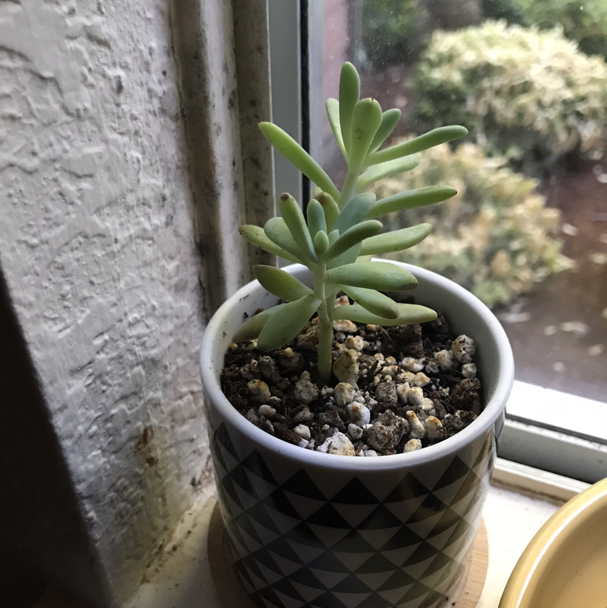 Graptosedum 'Darley Sunshine' succulent in a patterned pot on a windowsill.