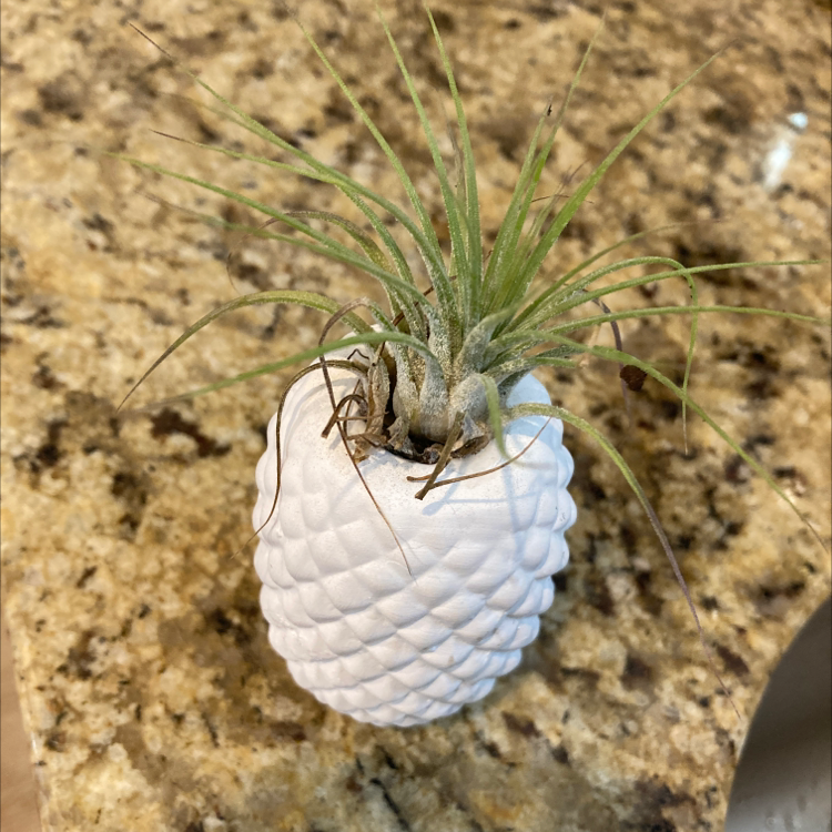 Small Ballmoss plant in a white, textured container on a granite surface.