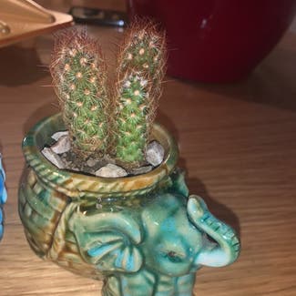 Lady Finger Cactus plant in Killingly, Connecticut