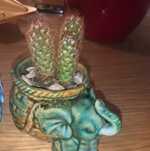 Lady Finger Cactus plant photo by @kaylanicholed named Pheonix on Greg, the plant care app.