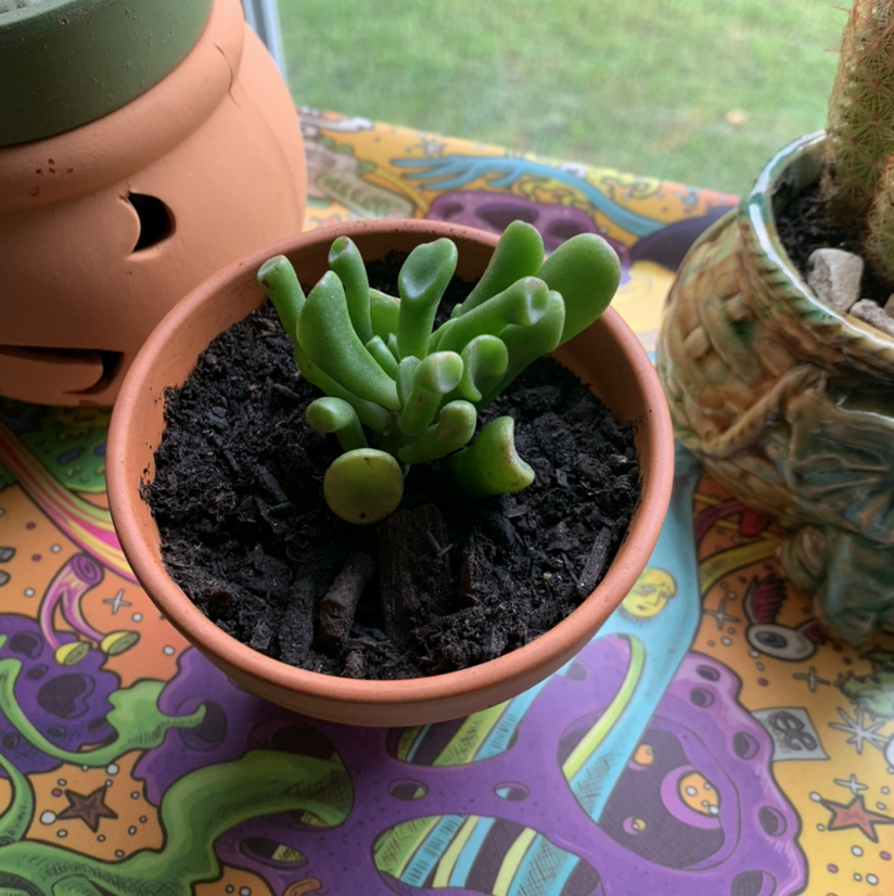 Photo of the plant species Coral Crassula by @kaylanicholed named Bones on Greg, the plant care app