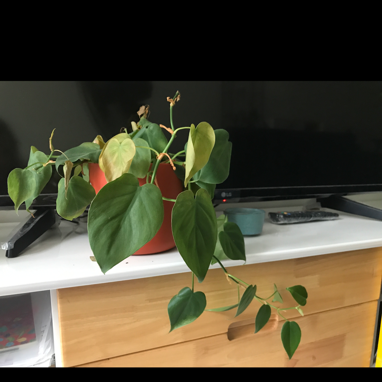 Philodendron Scandens plant photo by Raluca named Philo ‘Brick’ on Greg, the plant care app.