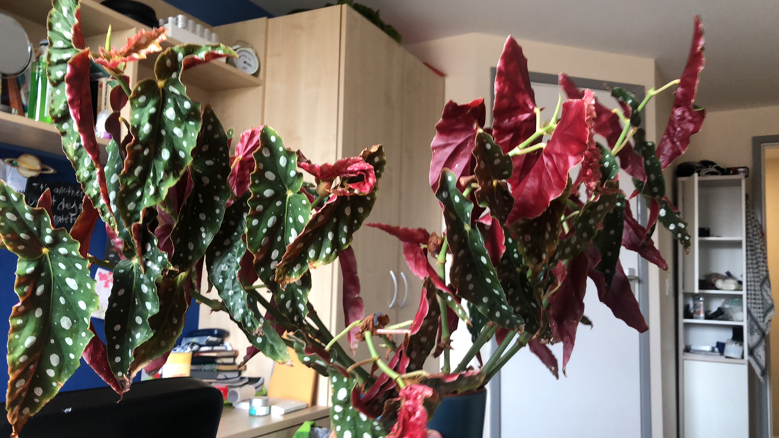 Polka Dot Begonia plant photo by Plant parent named Dragon on Greg, the plant care app.