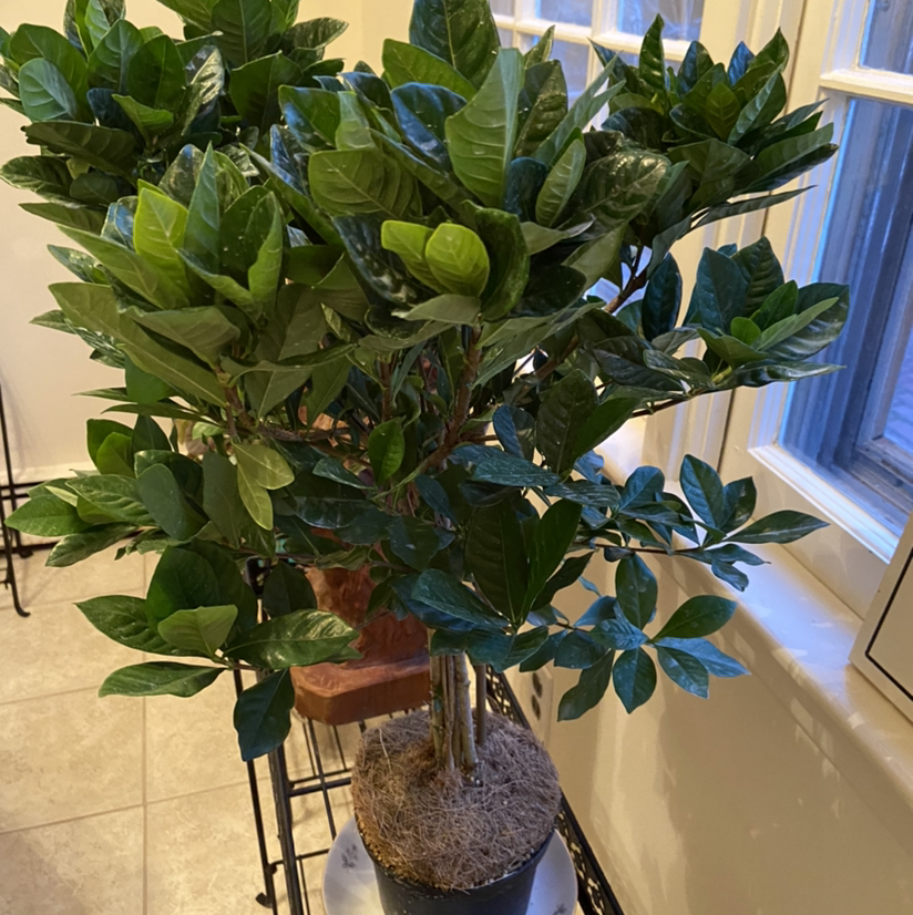 Cape Jasmine plant with lush green leaves placed indoors near a window.