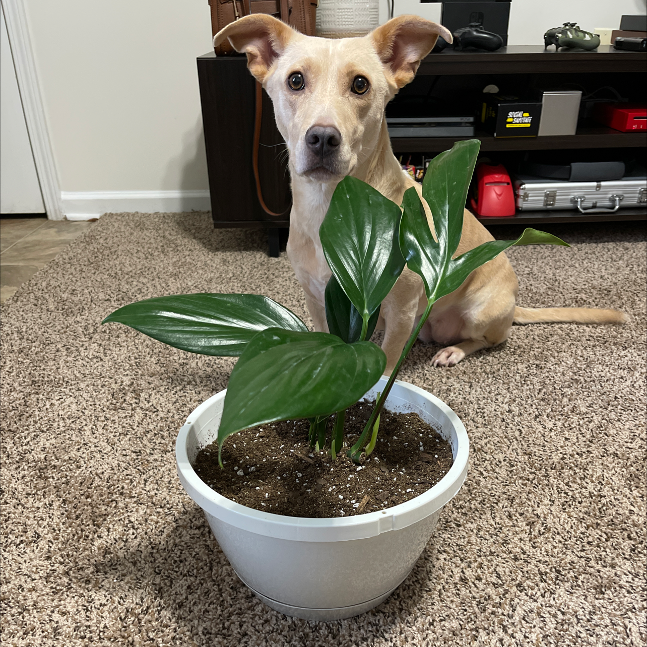 Dragon Tail Plant in a white pot on a carpeted floor with a dog in the background.