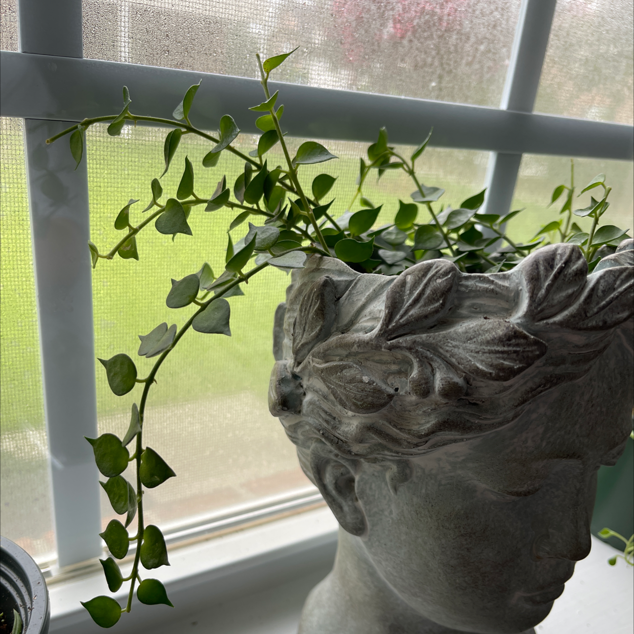Photo of the plant species Million hearts by @mborszich named Your plant on Greg, the plant care app
