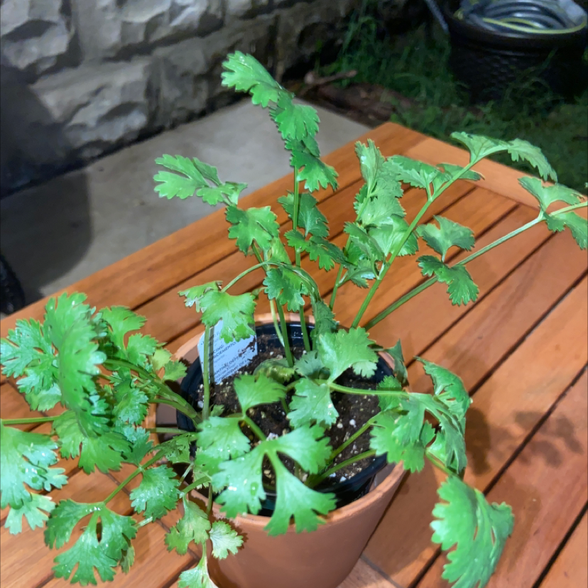 Coriander plant photo by Carli named Sproutacas on Greg, the plant care app.