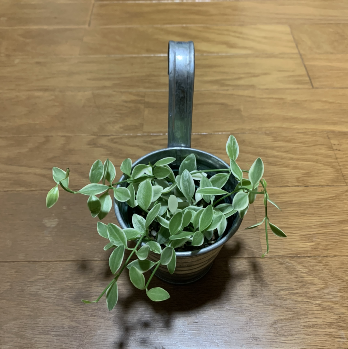 Photo of the plant species Dischidia bengalensis by 愛美 named ぷくぷく on Greg, the plant care app