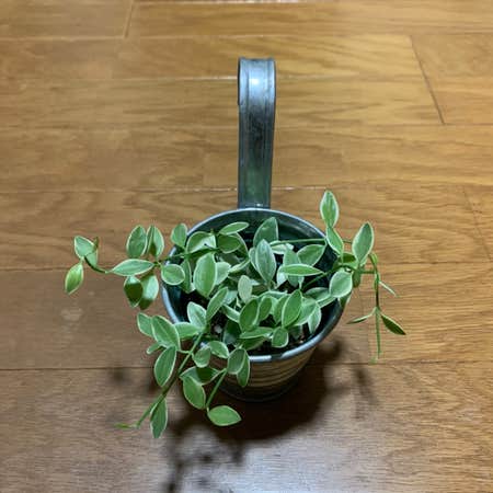 Photo of the plant species Dischidia bengalensis variegata by 愛美 named ぷくぷく on Greg, the plant care app