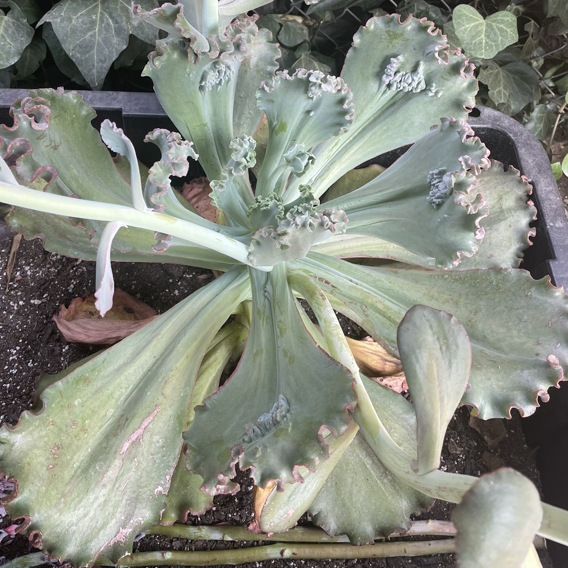 Echeveria Gibbiflora plant photo by Denise named Gibi on Greg, the plant care app.